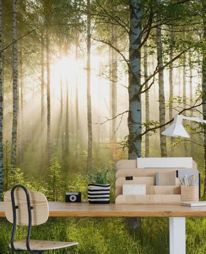 mural de papel de parede florestal verde personalizável chamado Birch Forest Sunlight para quartos e escritórios