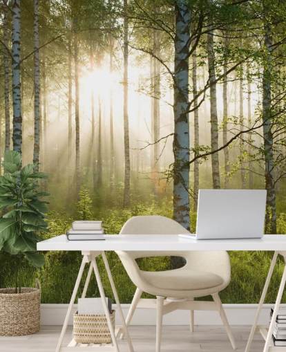 mural verde personalizable de papel pintado de bosque llamado Birch Forest Sunlight para dormitorios y oficinas