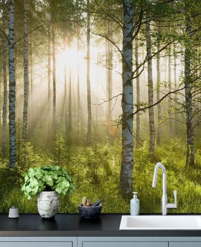 grön anpassningsbar skogstapetväggmålning kallad Birch Forest Sunlight för sovrum och kontor