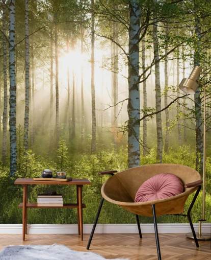green customisable forest wallpaper mural called Birch Forest Sunlight for bedrooms and offices