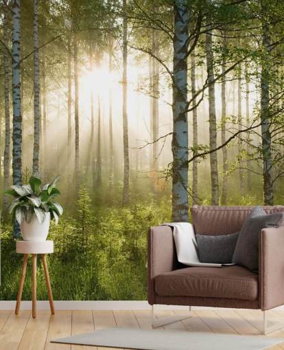 carta da parati murale verde personalizzabile chiamata Birch Forest Sunlight per camere da letto e uffici