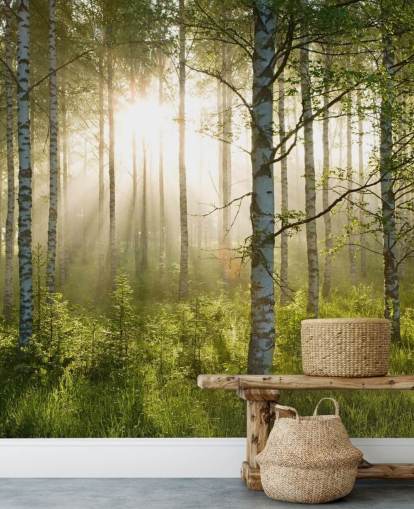 green customisable forest wallpaper mural called Birch Forest Sunlight for bedrooms and offices