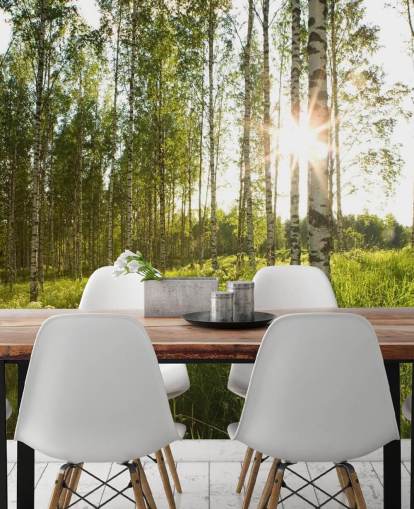 Birch Tree Wallpaper