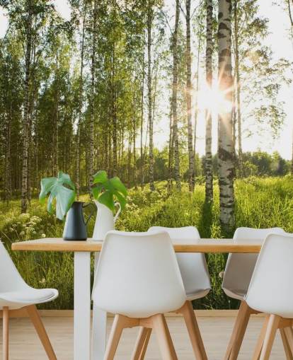 Birch Tree Wallpaper