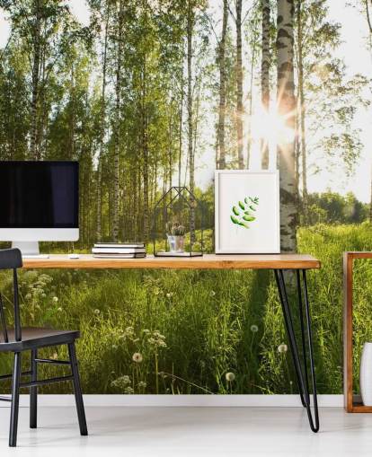 Birch Tree Wallpaper