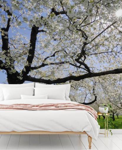 Cherry Trees Wall Murals