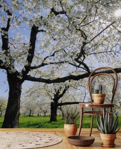 Cherry Trees Wall Murals Cherry Trees Wall Murals