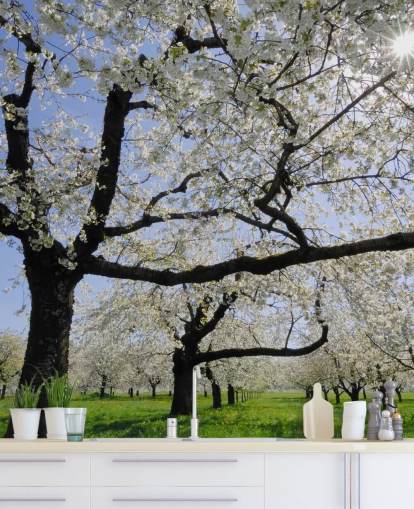 Cherry Trees Wall Murals