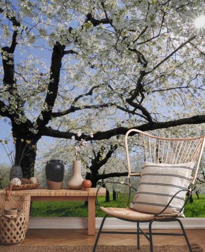 Cherry Trees Wall Murals Cherry Trees Wall Murals