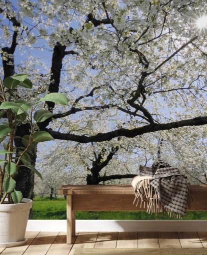 Cherry Trees Wall Murals