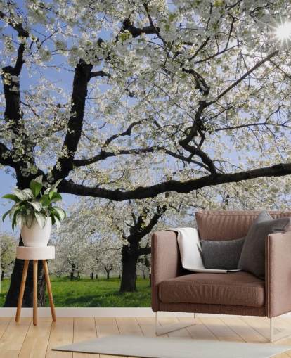 Cherry Trees Wall Murals
