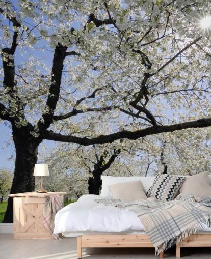 Cherry Trees Wall Murals