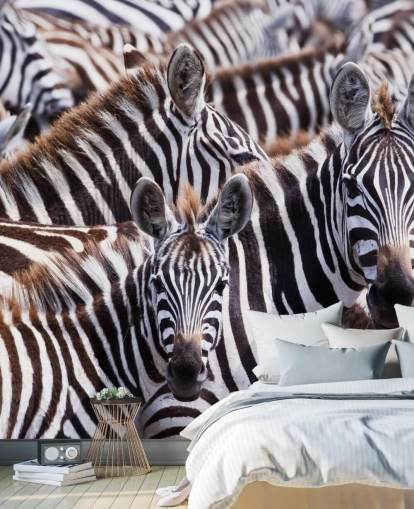 Zebra Group Wallpaper