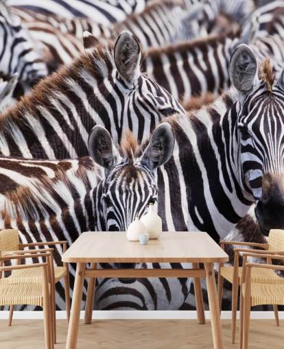 Zebra Group Wallpaper Zebra Group Wallpaper