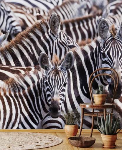 Zebra Gruppe Bakgrunn