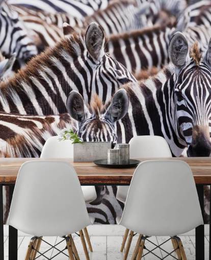Zebra Group Hintergrundbild