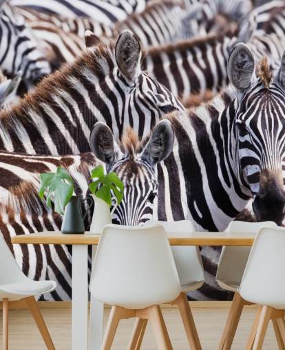 Zebra Group Wallpaper