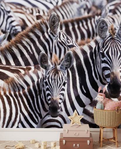 Zebra Group Wallpaper Zebra Group Wallpaper