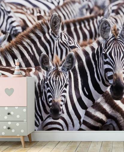 Zebra Group Hintergrundbild Zebra Group Hintergrundbild