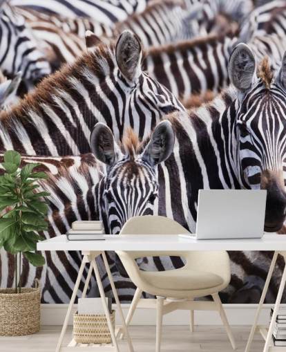 Zebra Group Wallpaper