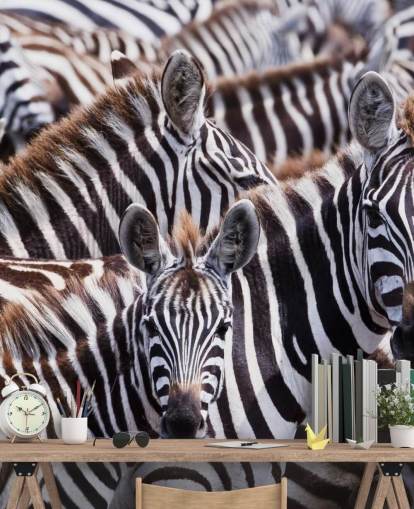 Zebra Group Wallpaper Zebra Group Wallpaper
