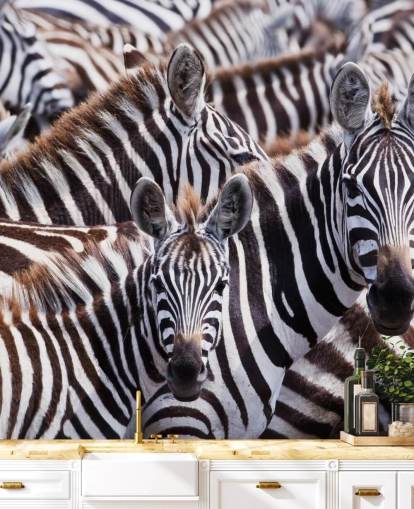 Zebra Group Wallpaper