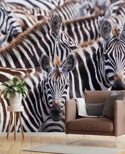 Zebra Group Wallpaper Zebra Group Wallpaper