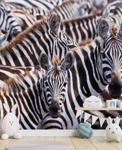 Zebra Group Hintergrundbild