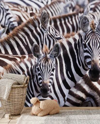 Zebra Group Wallpaper Zebra Group Wallpaper