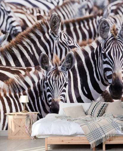 Zebra Group Wallpaper