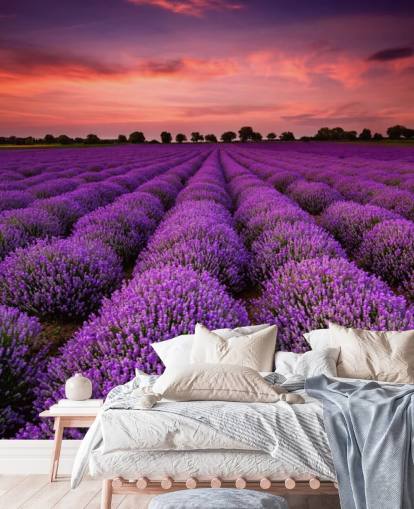 Lavendel Fields Baggrund Lavendel Fields Baggrund