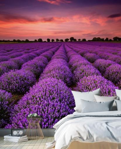 Lavender Fields Wallpaper