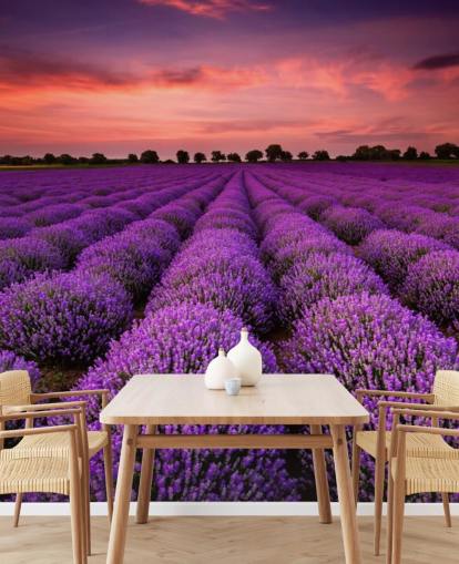 Lavendel Fields Baggrund Lavendel Fields Baggrund