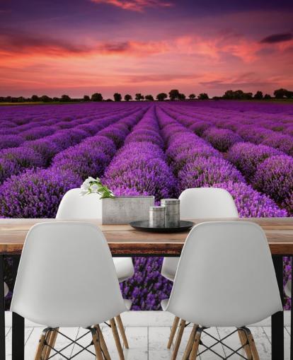 Lavender Fields Wallpaper