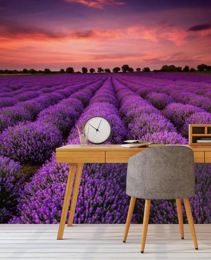 Lavendel Fields Baggrund
