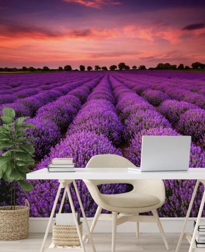 Lavendel felt Bakgrunn Lavendel felt Bakgrunn