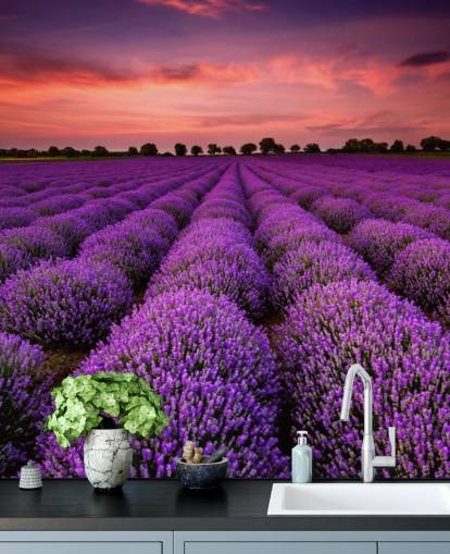 Lavender Fields Wallpaper
