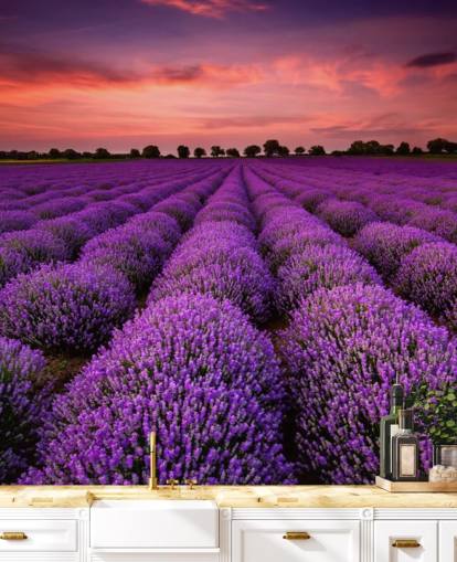 Lavender Fields Wallpaper