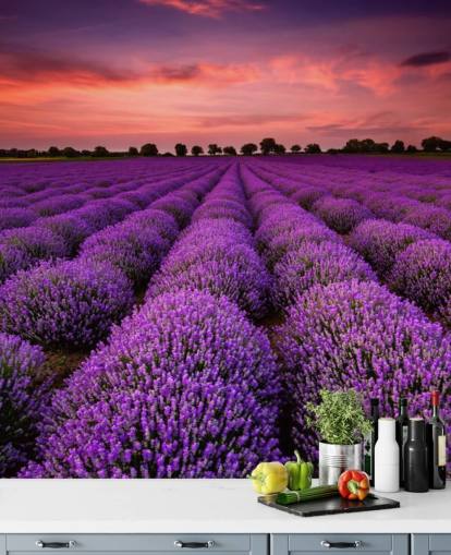 Lavendel Fields Tapete Lavendel Fields Tapete