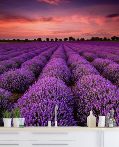 Lavendel Fields Tapete