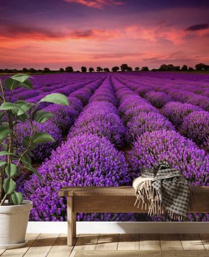 Lavender Fields Wallpaper