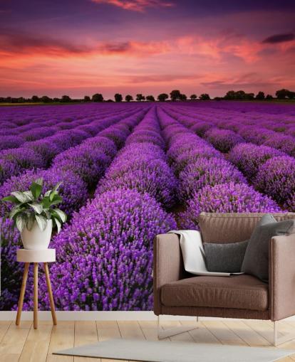 Lavendel Fields Baggrund