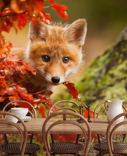 Fondo de pantalla de Fox Cub en hojas de otoño