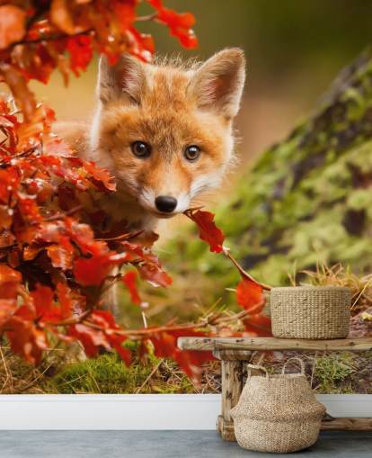 Fox Cub i höstlöv Bakgrund Fox Cub i höstlöv Bakgrund