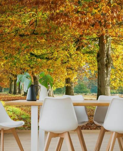 orange und gelbe Bäume im Herbst Tapete orange und gelbe Bäume im Herbst Tapete