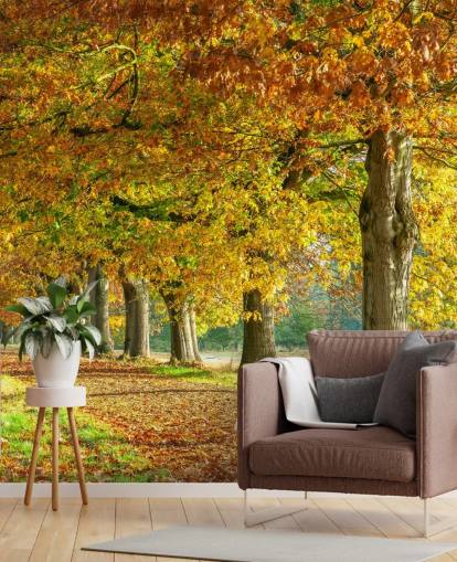 orange und gelbe Bäume im Herbst Tapete