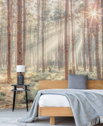 Tåget skov med solstråler