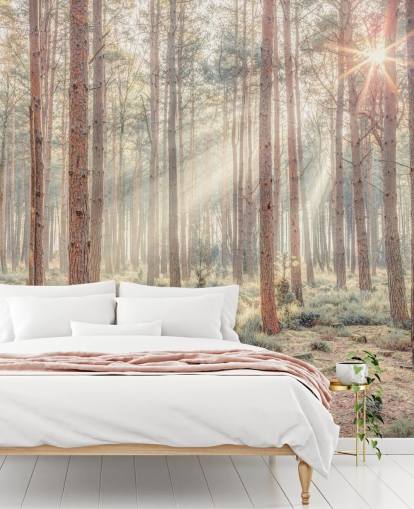 Forêt brumeuse avec des rayons de soleil Forêt brumeuse avec des rayons de soleil