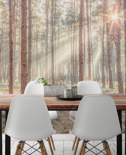 Misty Forest met zonnestralen