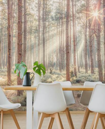 Nebliger Wald mit Sonnenstrahlen Nebliger Wald mit Sonnenstrahlen